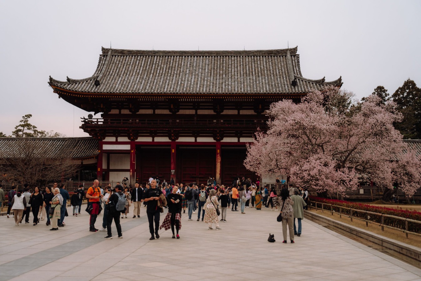 Поездка в Японию: как подготовиться, что нужно знать и сколько это стоит