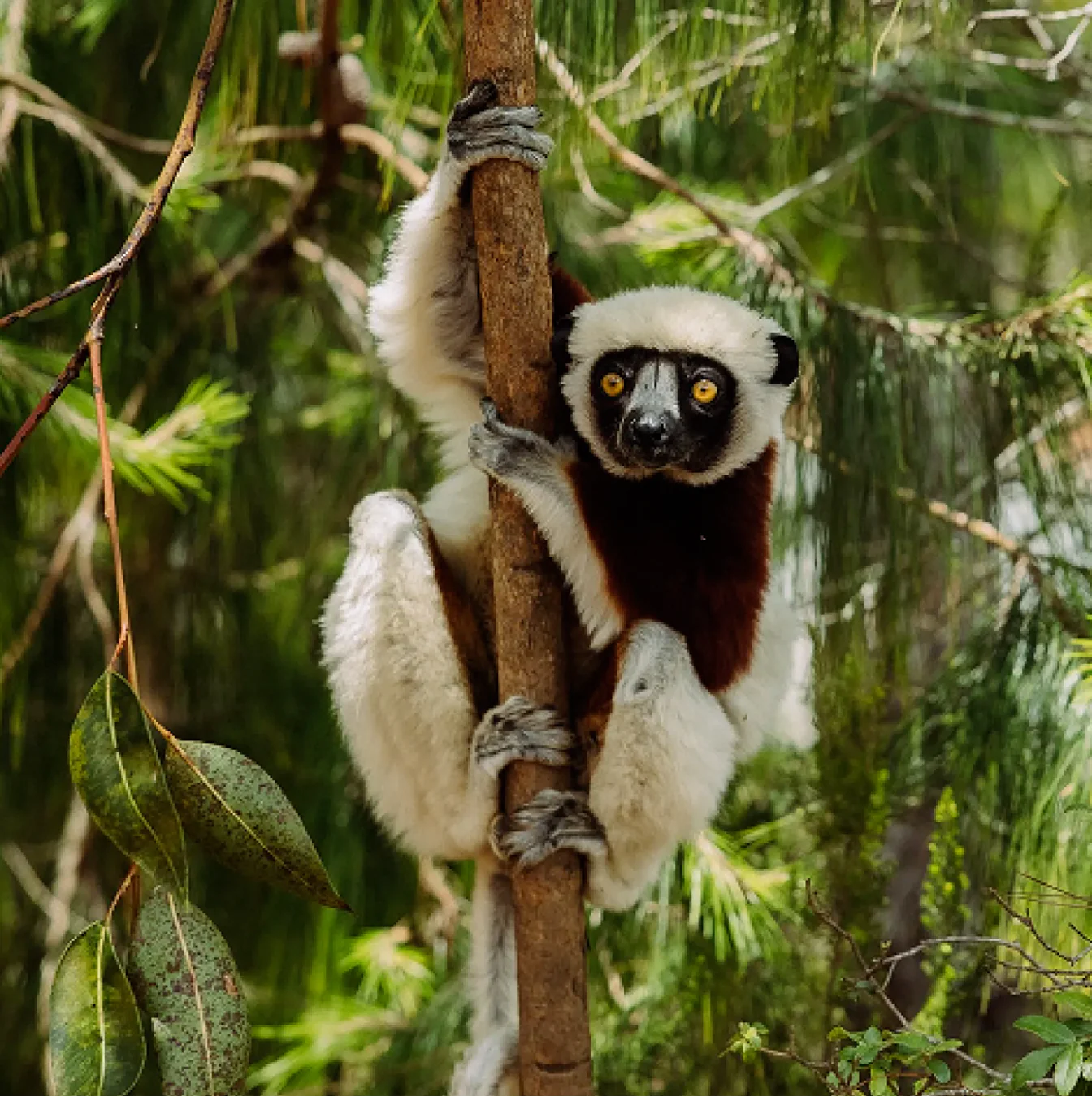 Мадагаскар