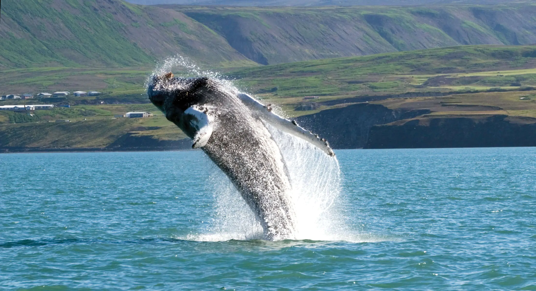 Китовое сафари в первозданной природе