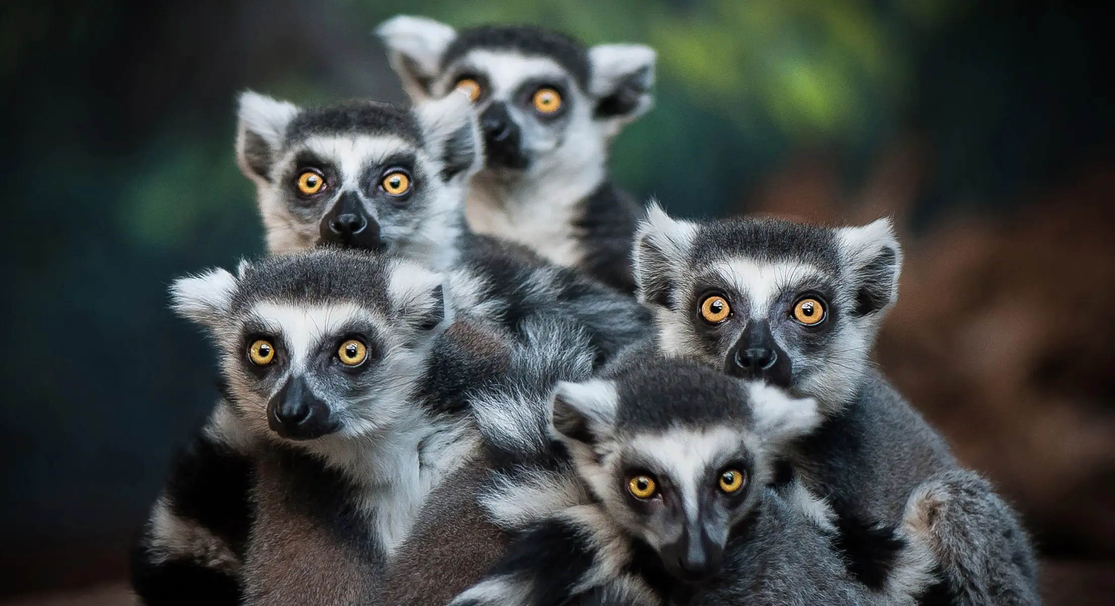 Лемуры и богатый животный мир 