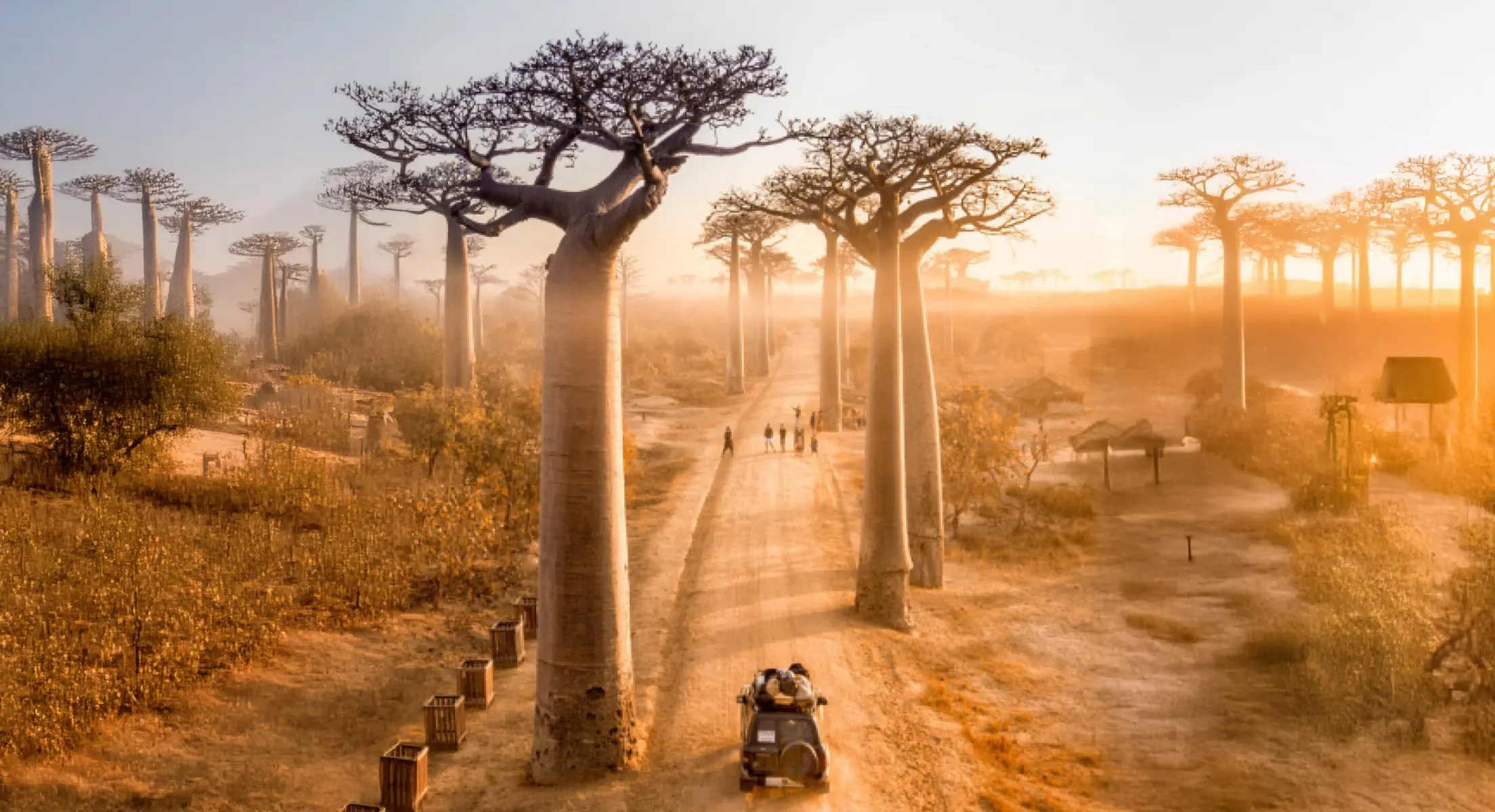 Аллея баобабов