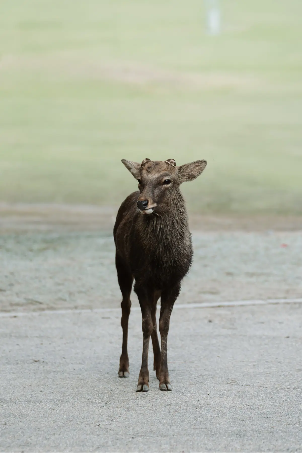Путешествие в Японию . фото 2
