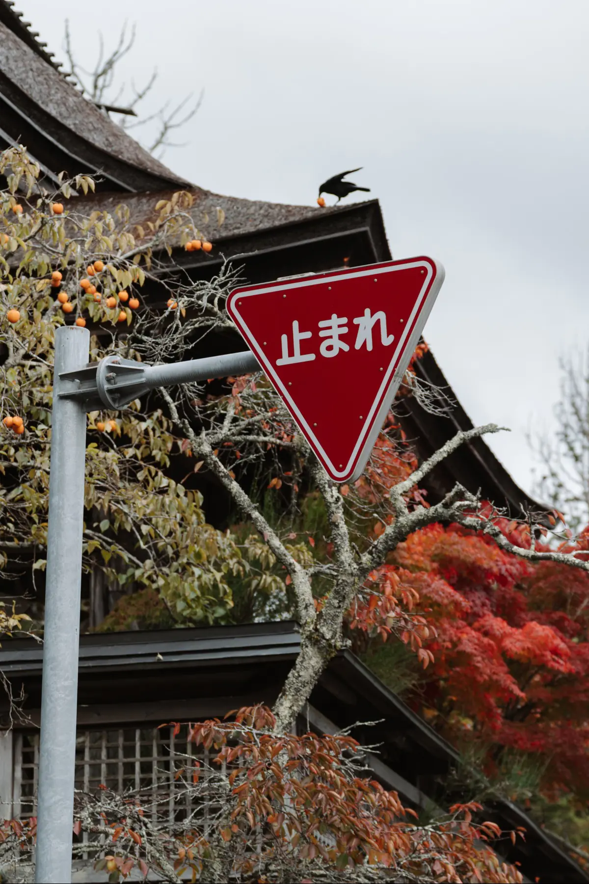 Путешествие в Японию . фото 44