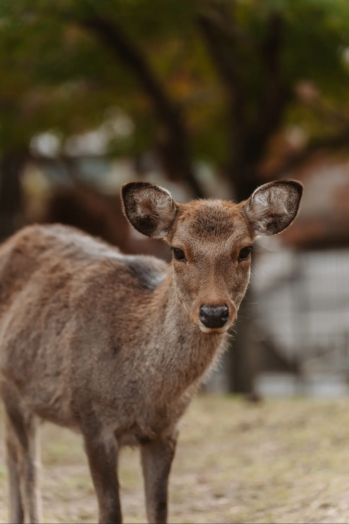 Путешествие в Японию . фото 1