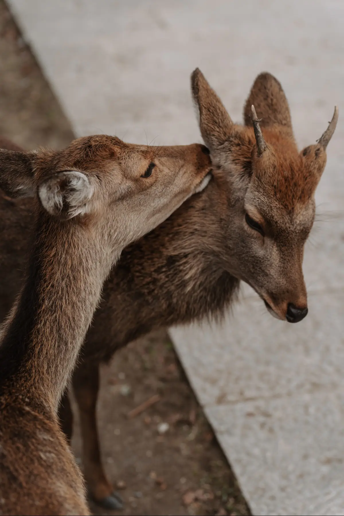 Путешествие в Японию . фото 2