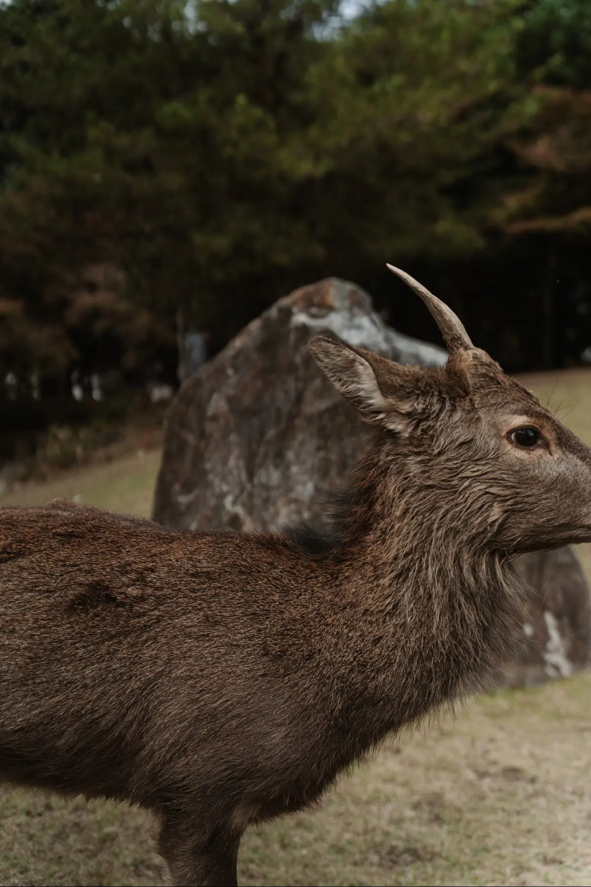 Путешествие в Японию . фото 9
