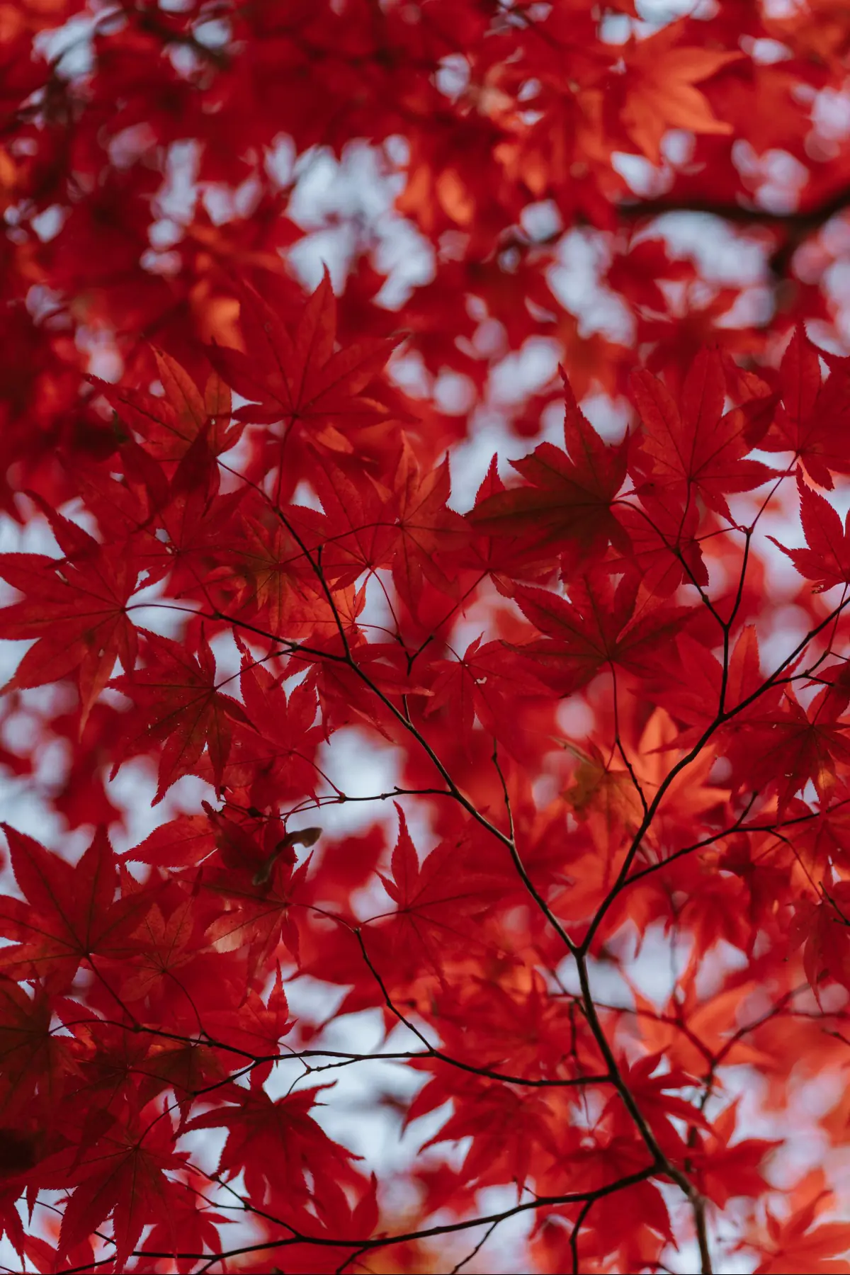 Путешествие в Японию . фото 50