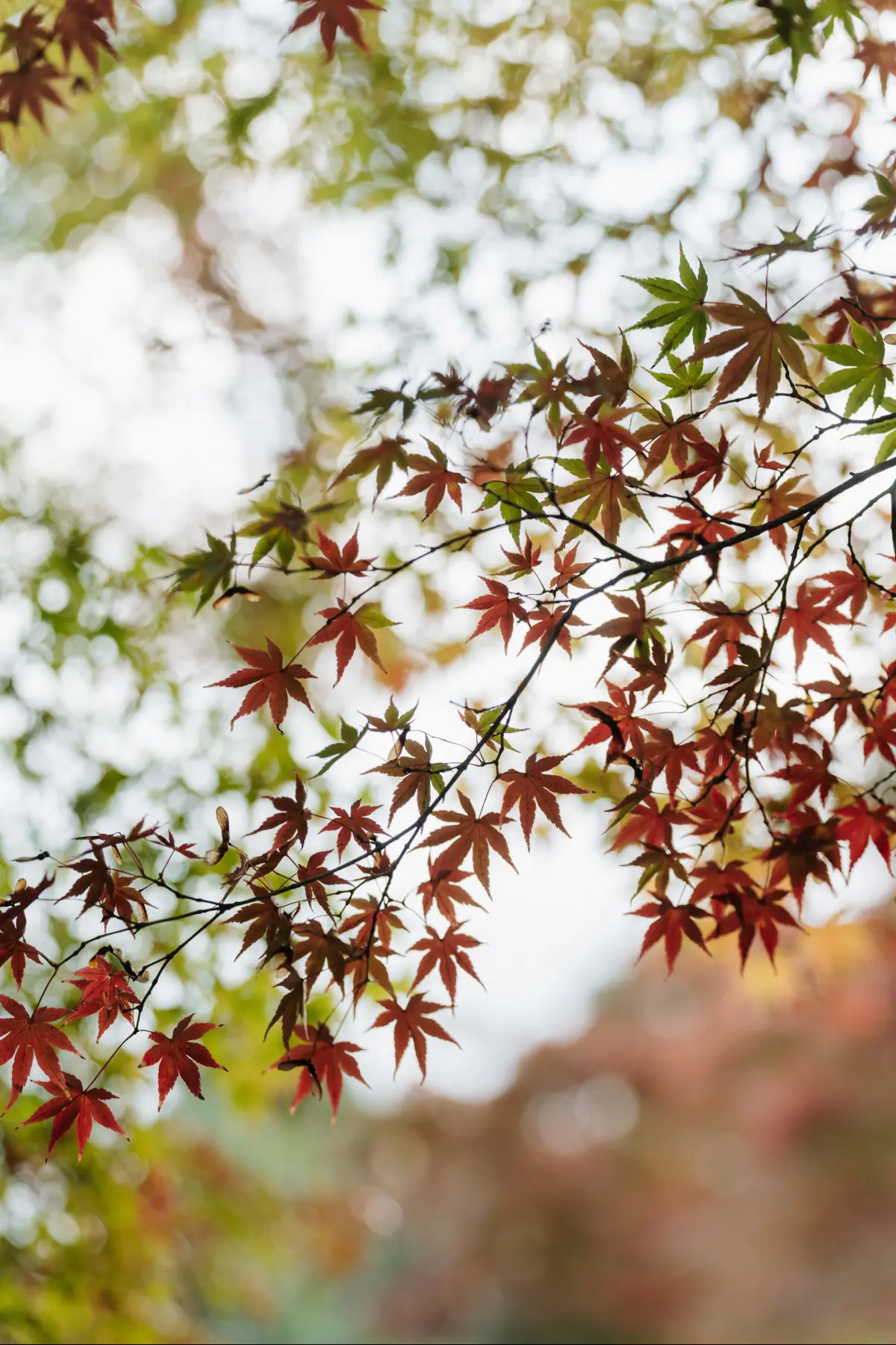 Путешествие в Японию . фото 132