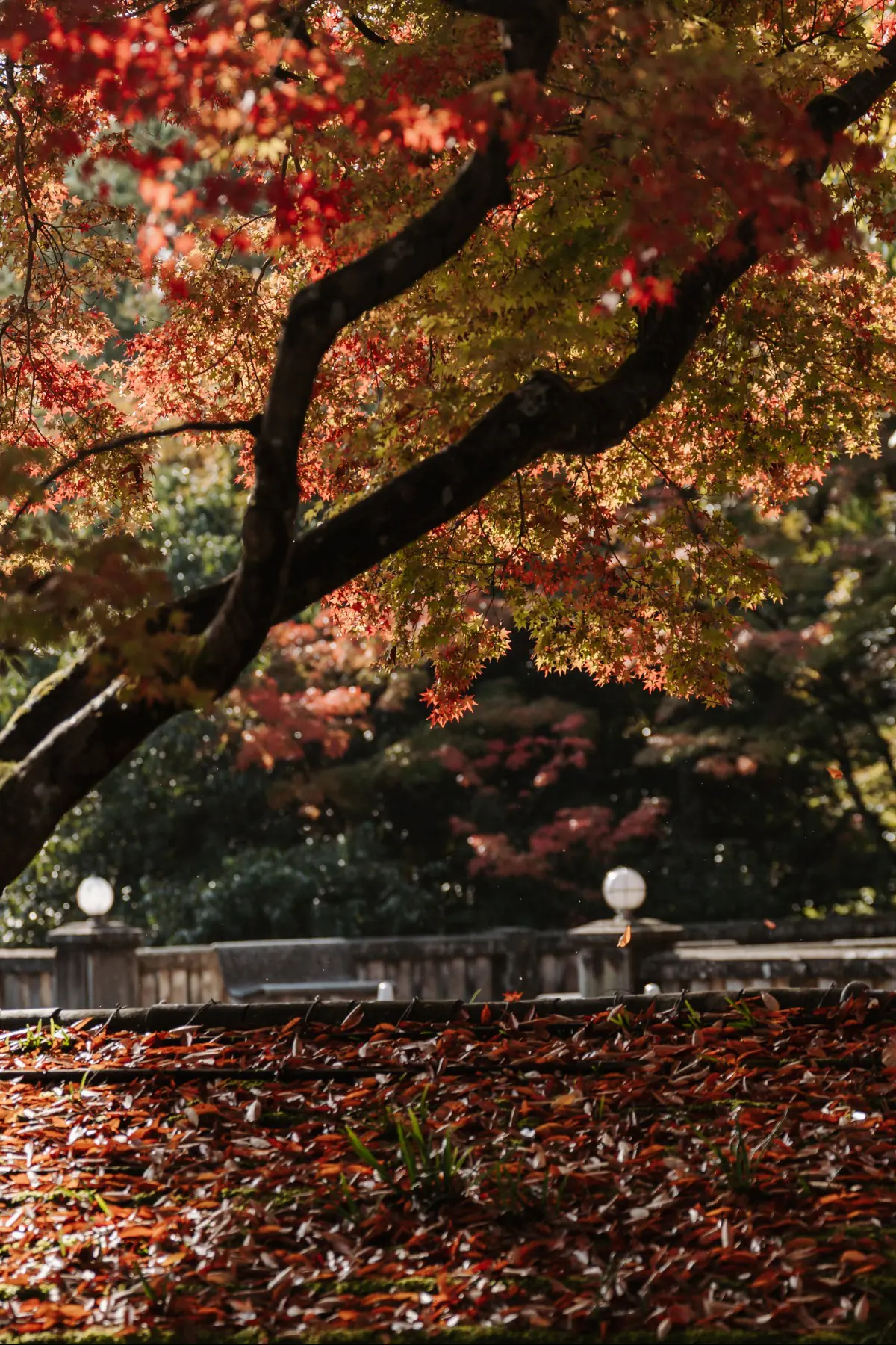 Путешествие в Японию . фото 141