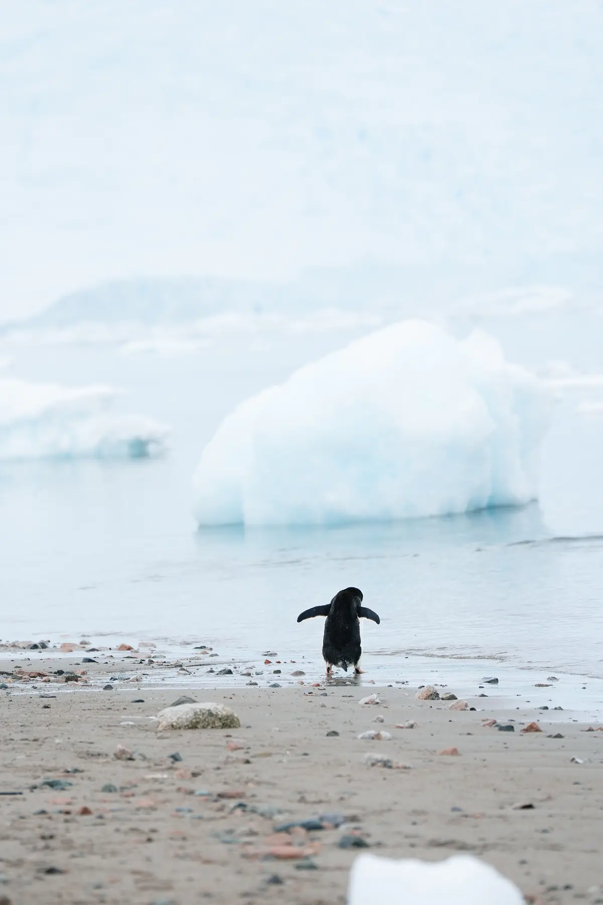 Антарктида 2026. фото 8