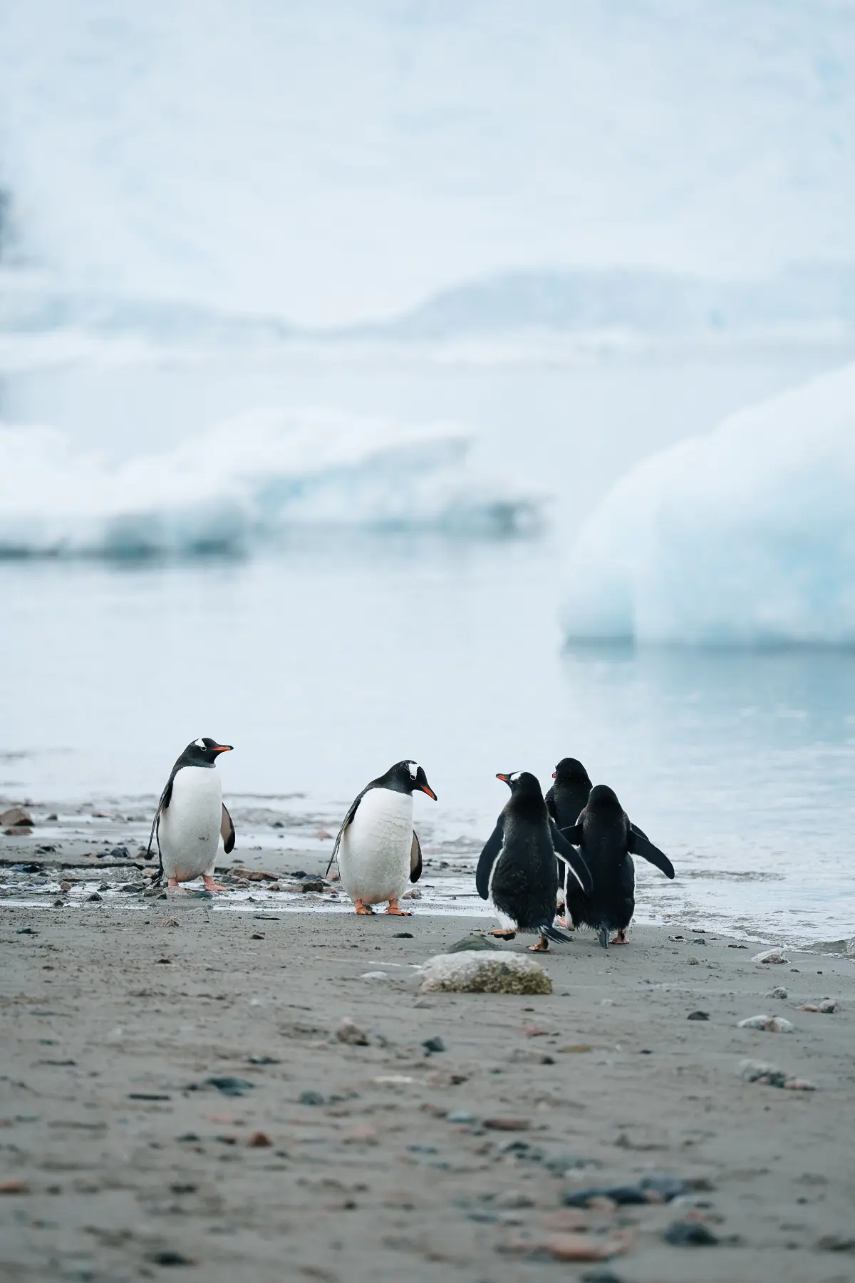 Антарктида 2026. фото 9