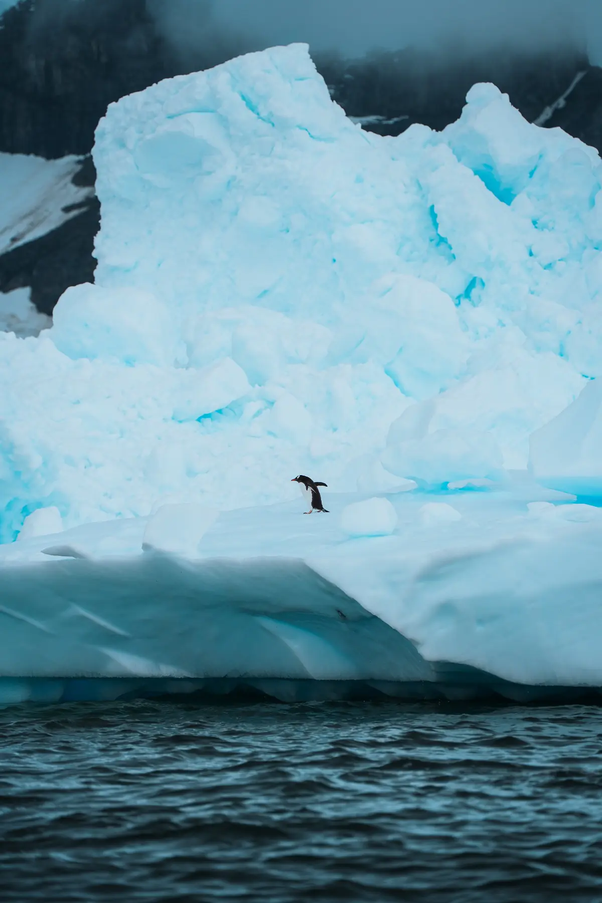 Антарктида 2026. фото 18