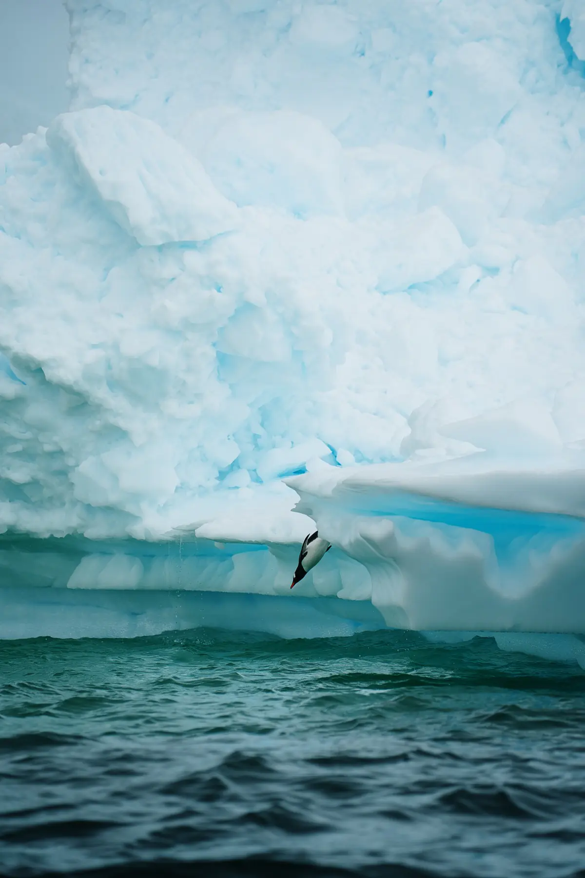 Антарктида 2026. фото 20