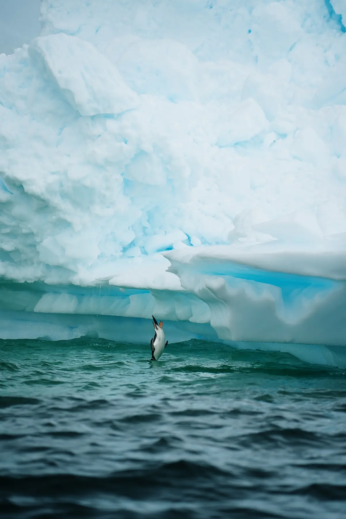 Антарктида 2026. фото 21