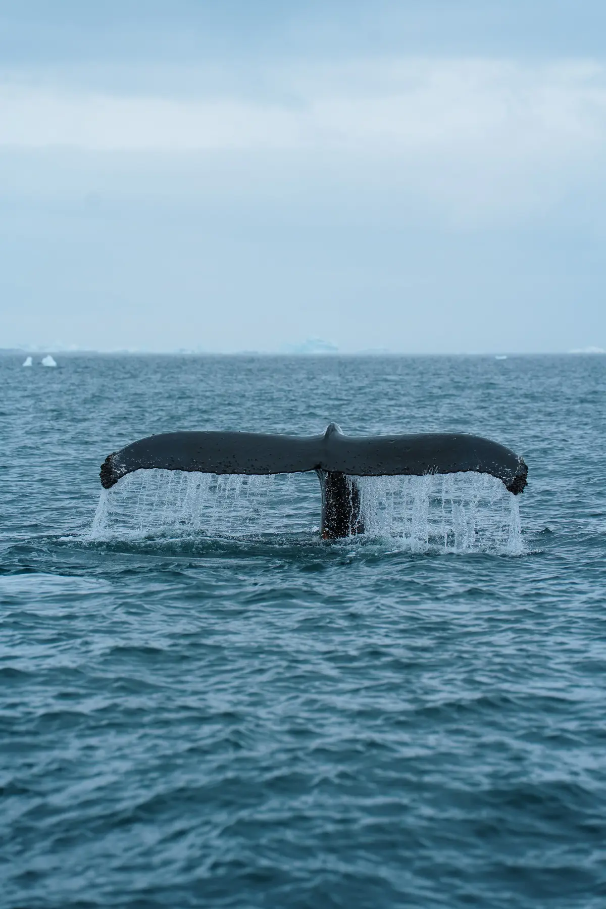 Антарктида 2026. фото 42