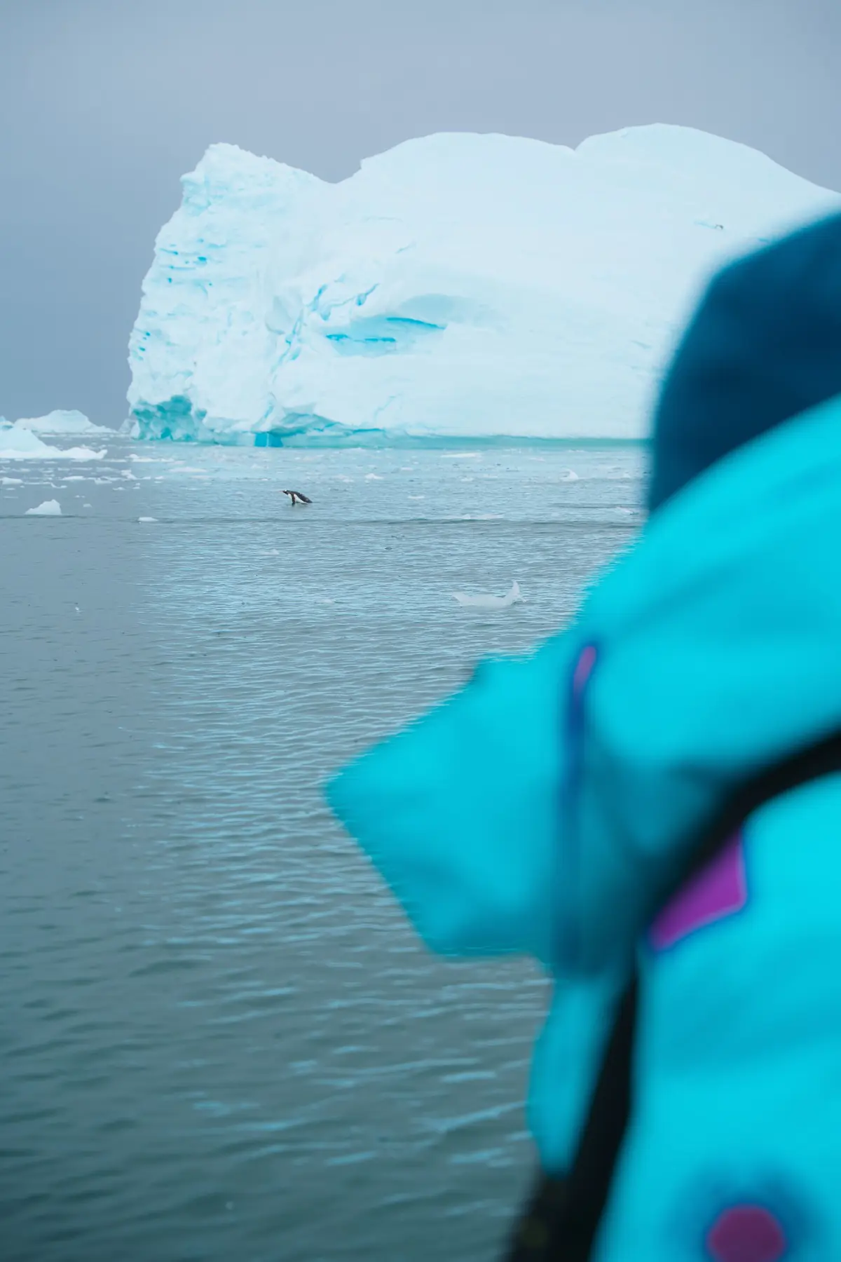 Антарктида 2026. фото 44