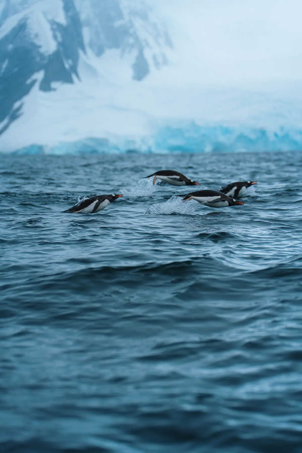 Антарктида 2026. фото 47