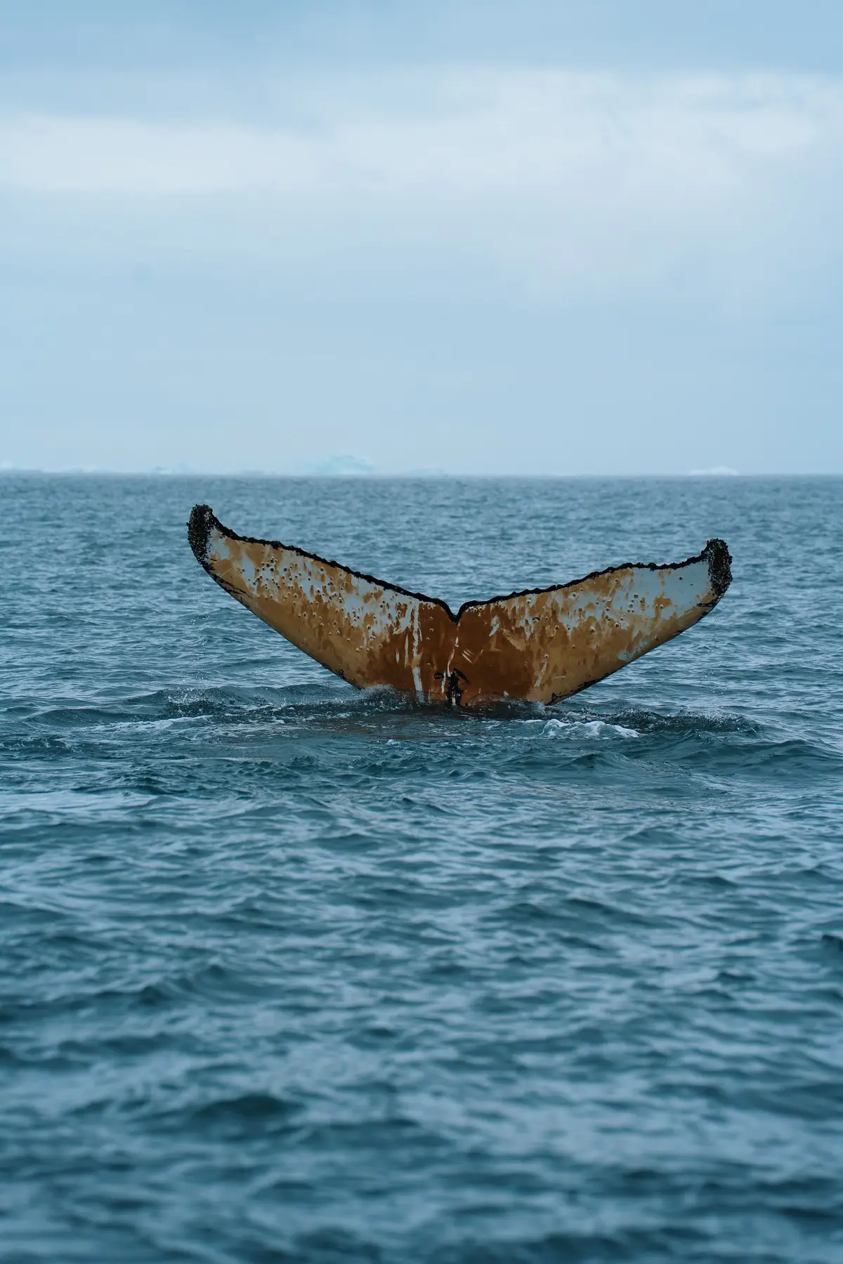 Антарктида 2026. фото 48