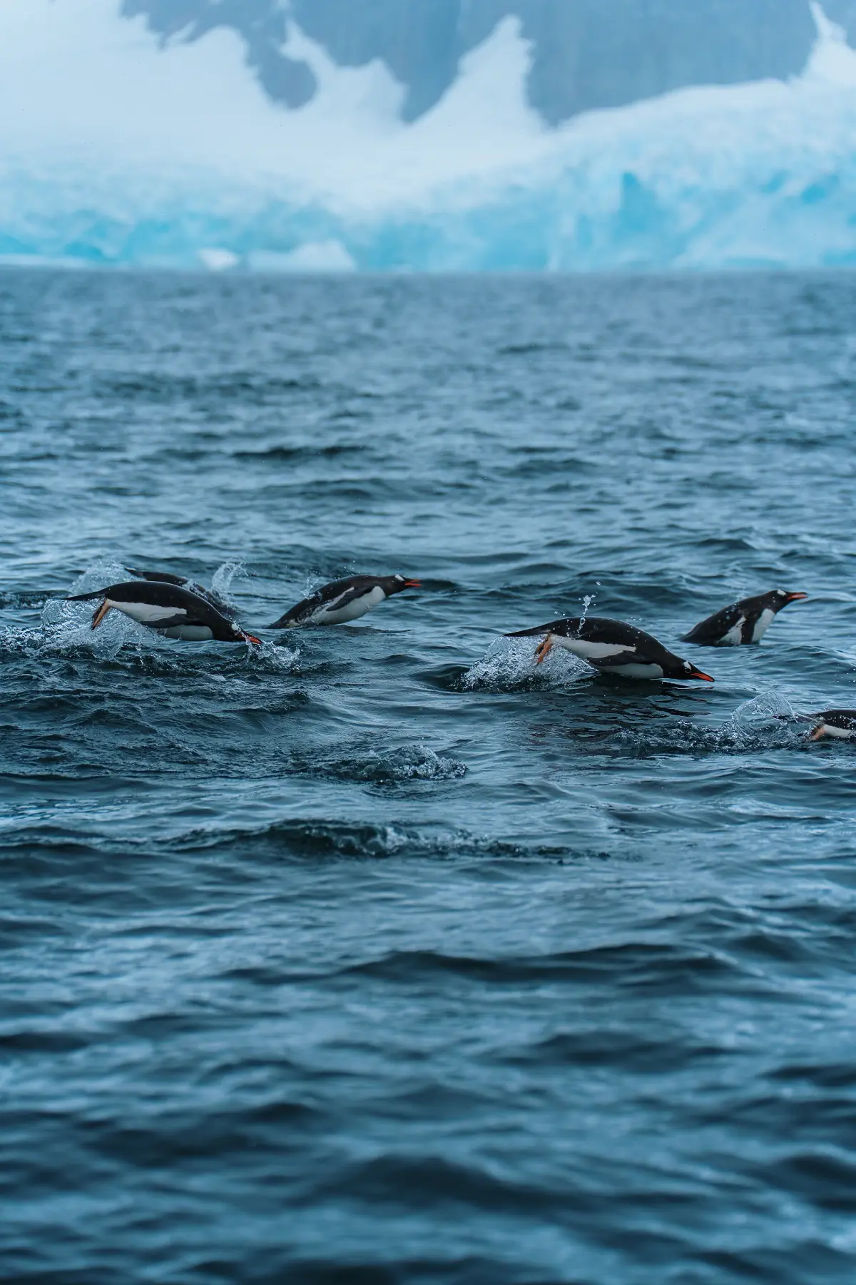 Антарктида 2026. фото 50