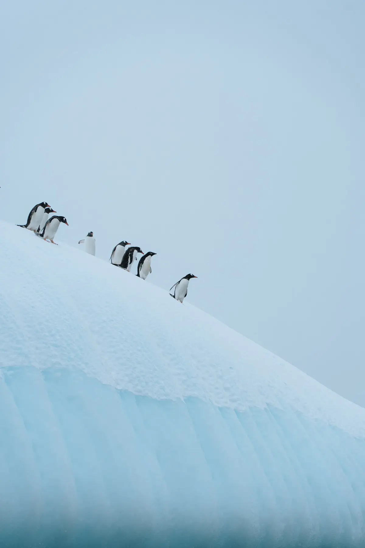 Антарктида 2026. фото 51
