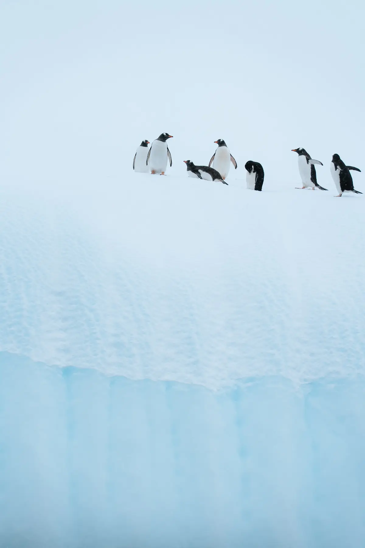 Антарктида 2026. фото 52