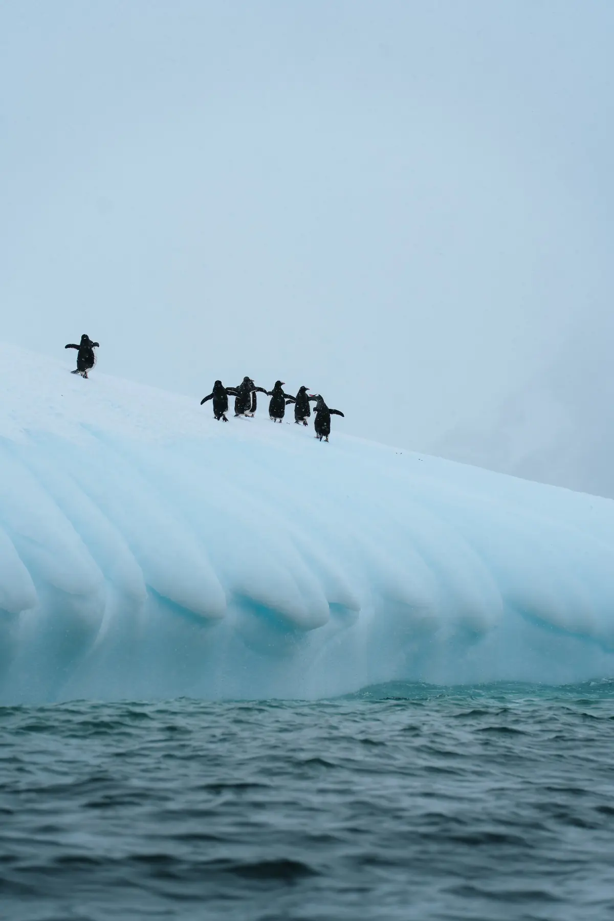 Антарктида 2026. фото 53