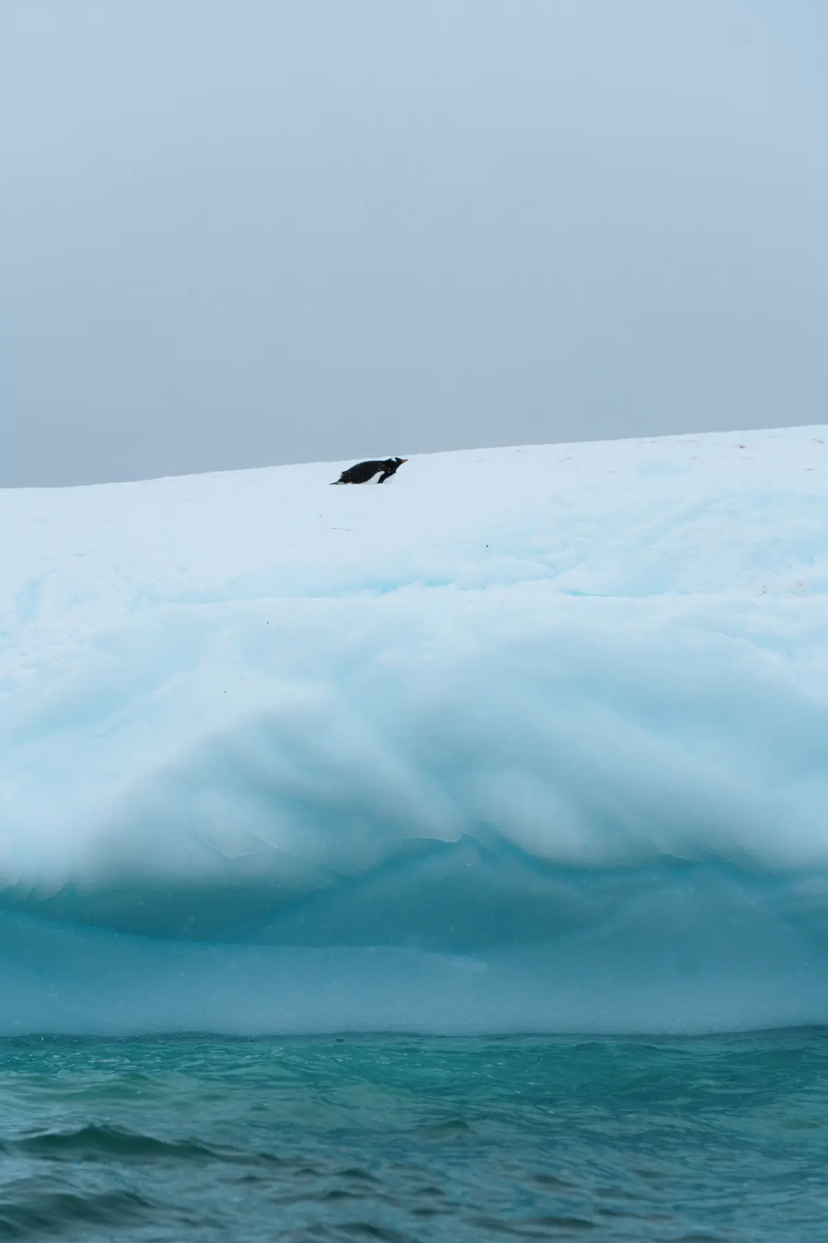Антарктида 2026. фото 54