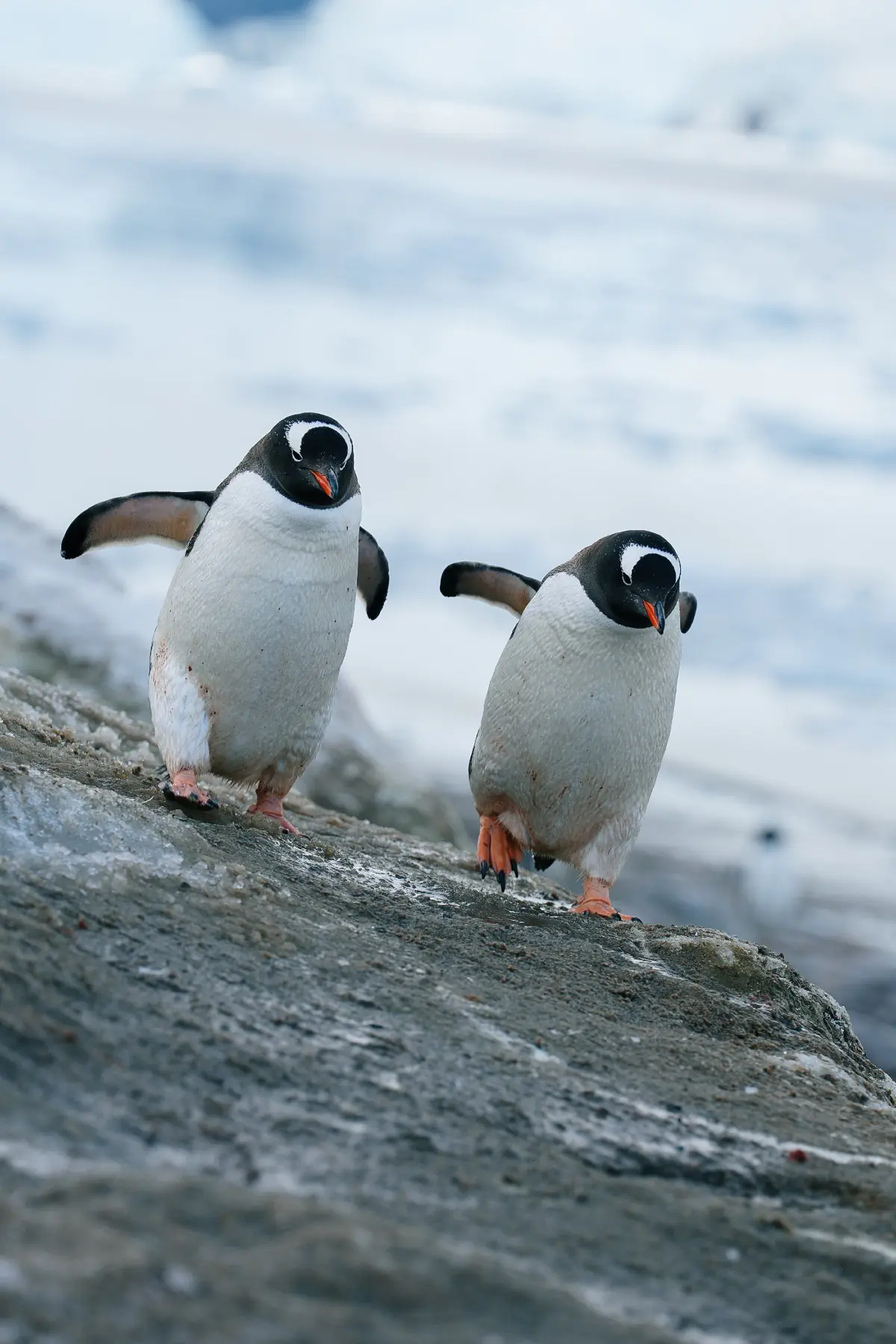 Антарктида 2026. фото 64