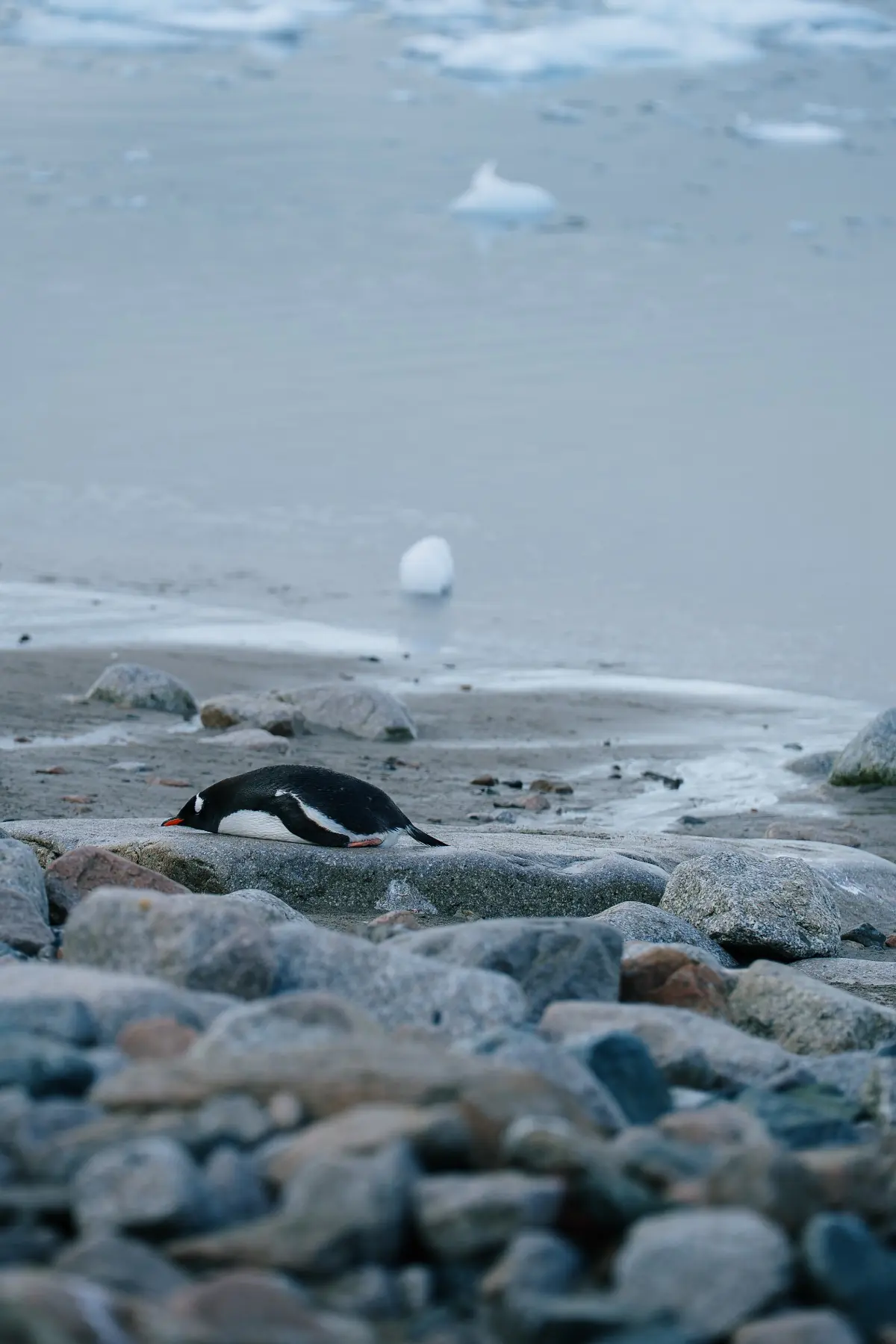 Антарктида 2026. фото 65