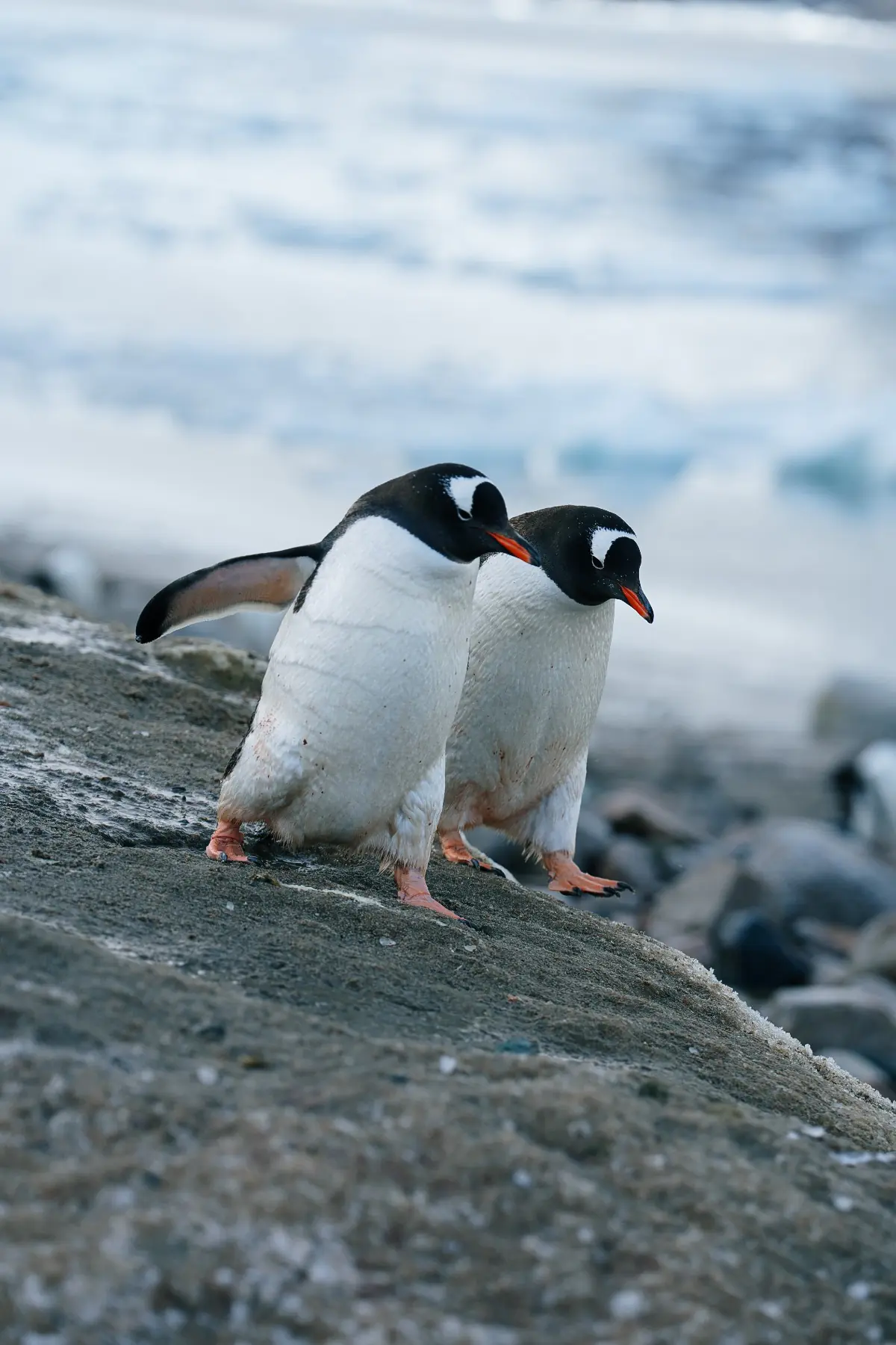 Антарктида 2026. фото 66