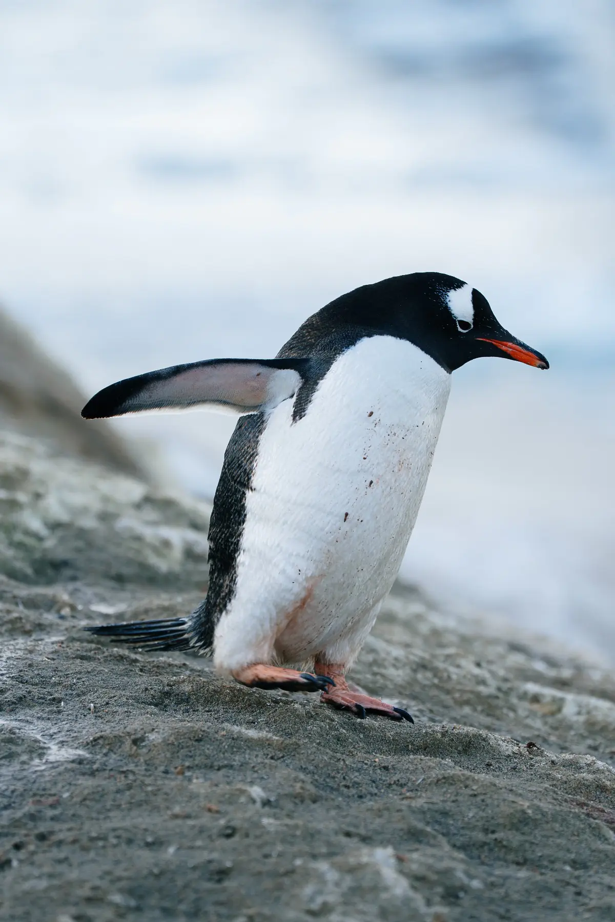 Антарктида 2026. фото 67