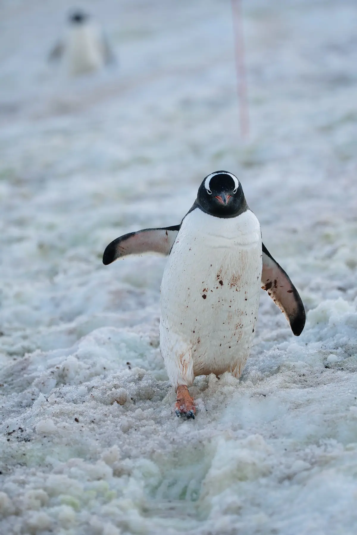 Антарктида 2026. фото 68