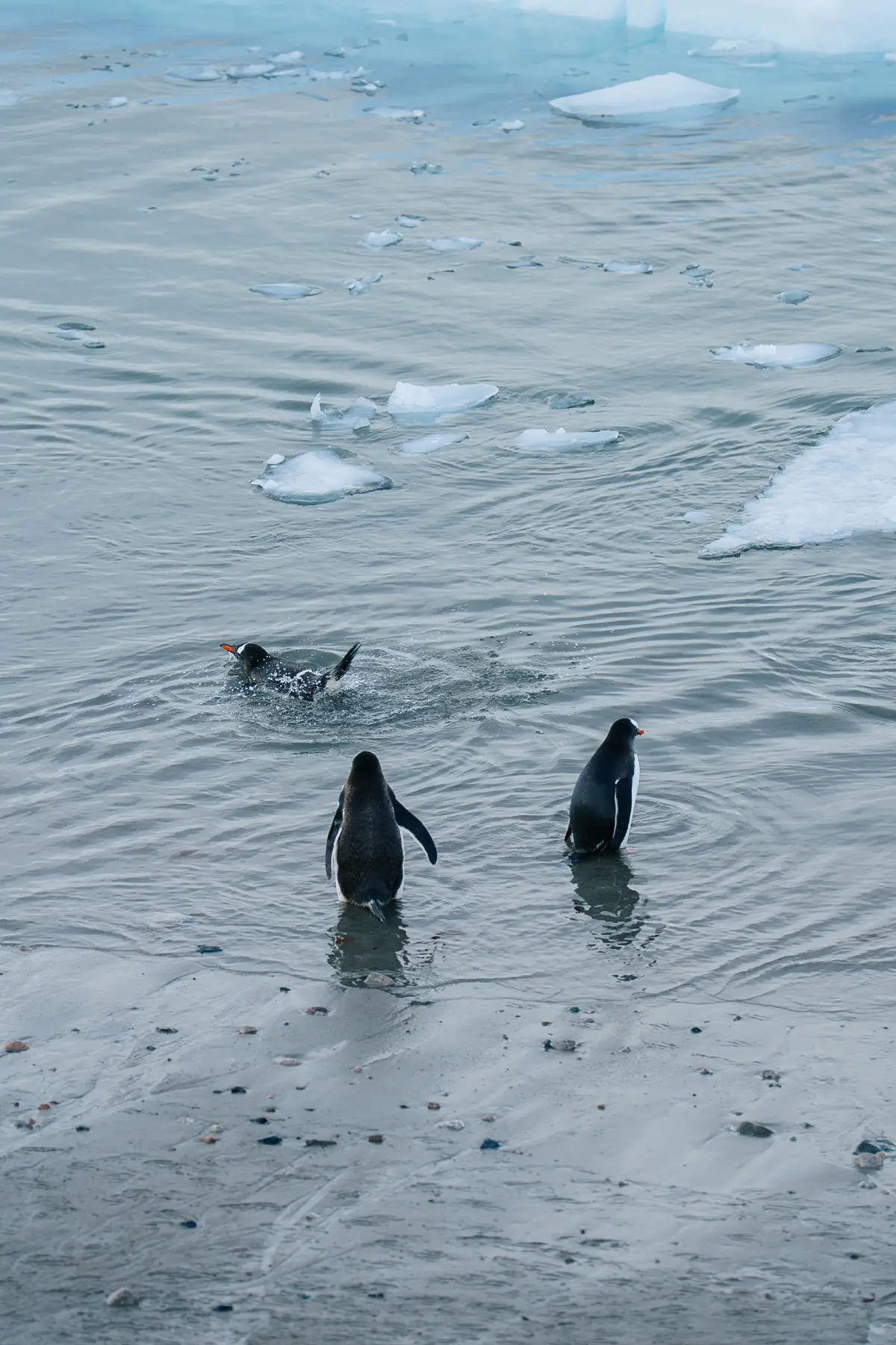 Антарктида 2026. фото 69