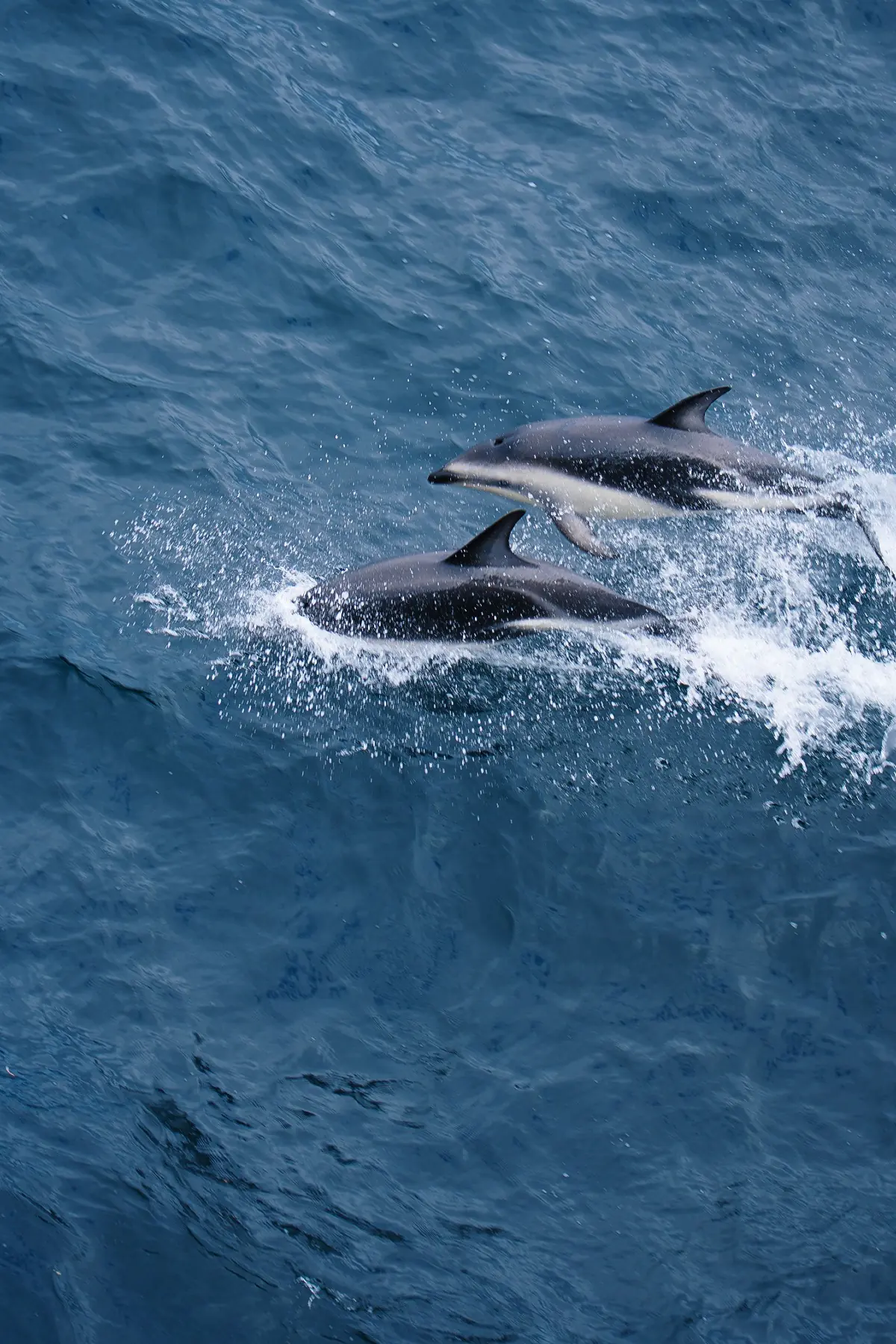 Антарктида 2026. фото 70