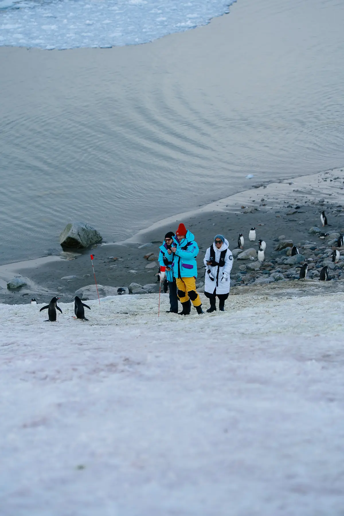 Антарктида 2026. фото 71