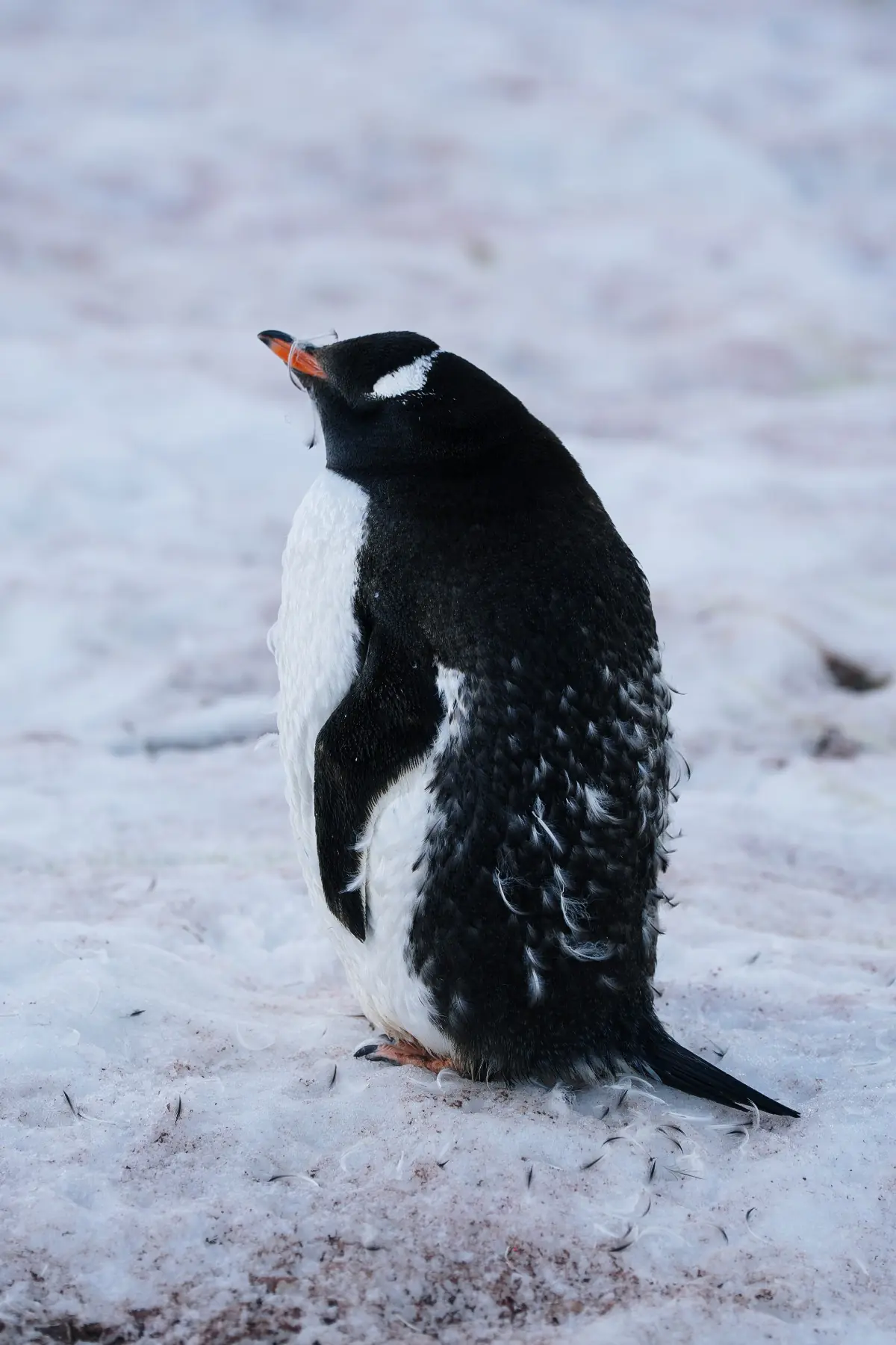 Антарктида 2026. фото 73