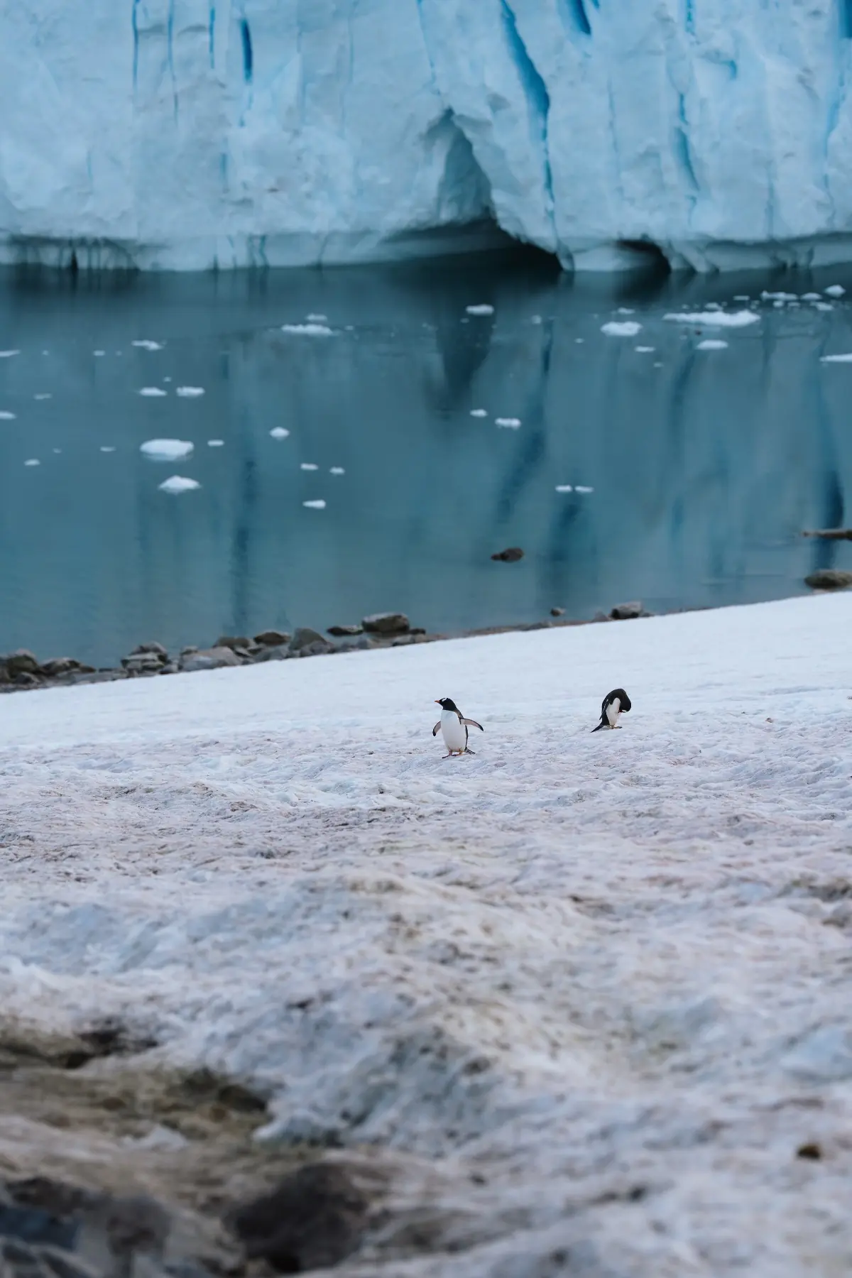 Антарктида 2026. фото 76