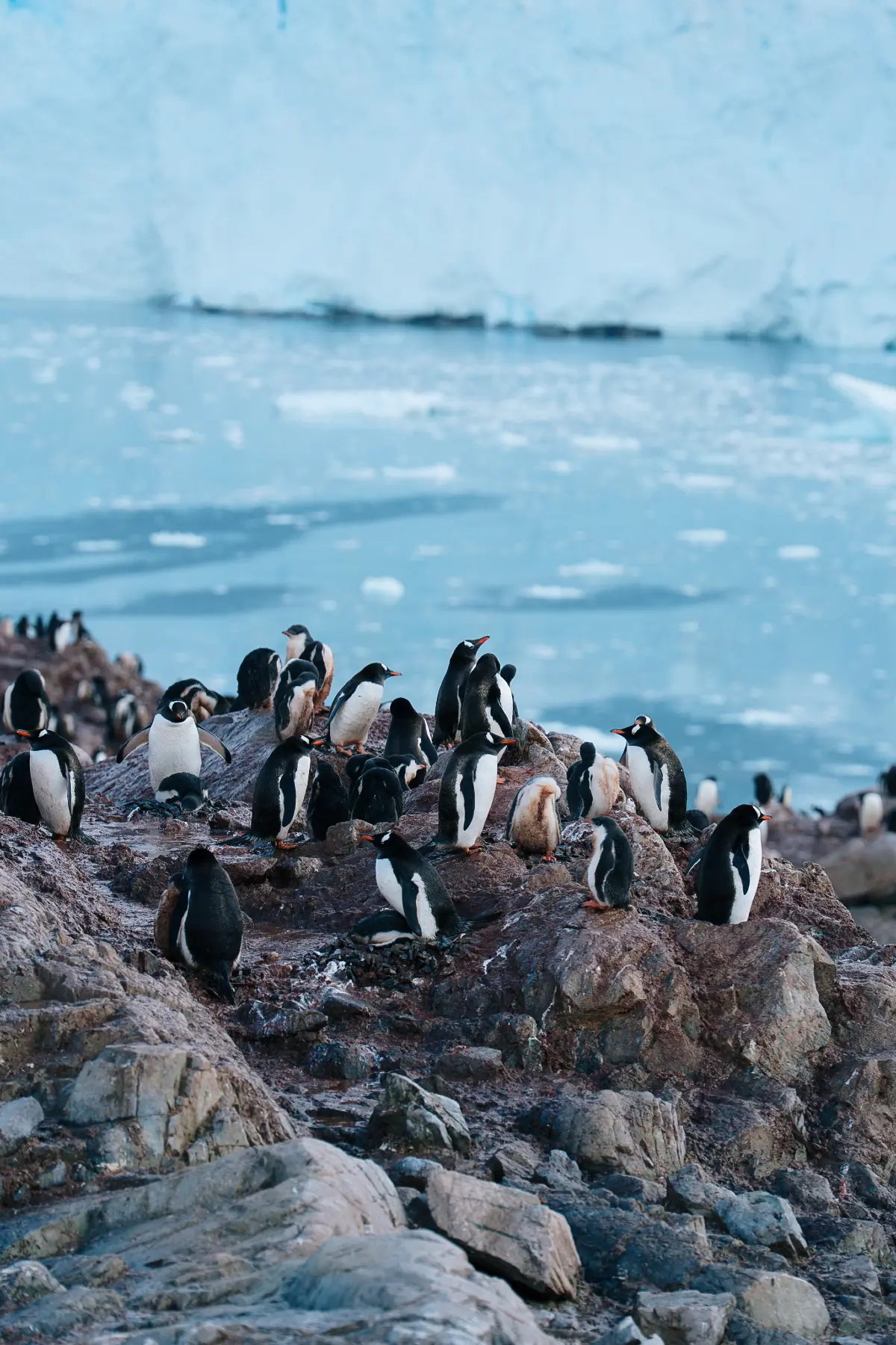 Антарктида 2026. фото 77