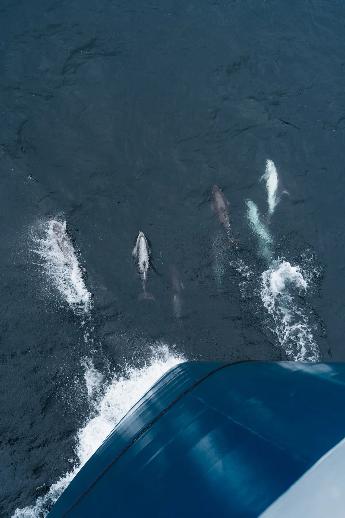 Антарктида 2026. фото 131