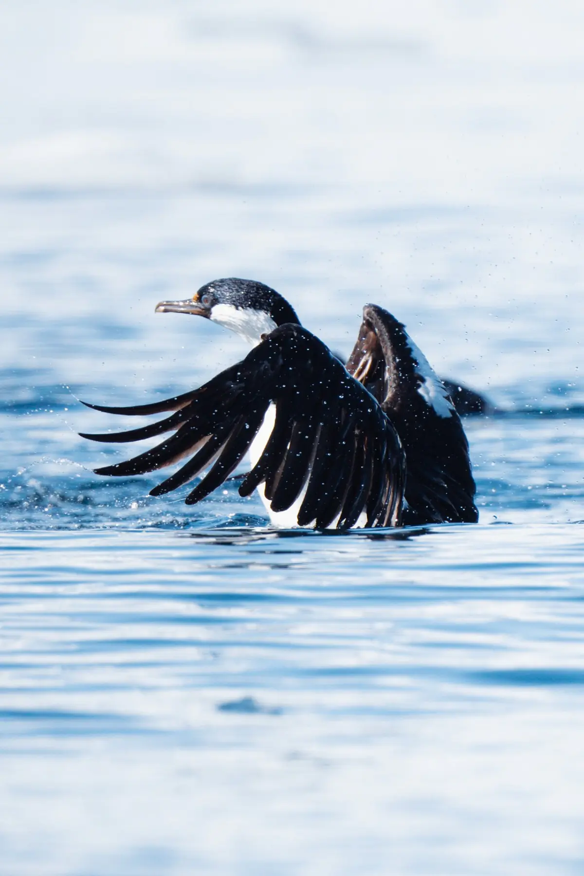 Антарктида 2026. фото 159