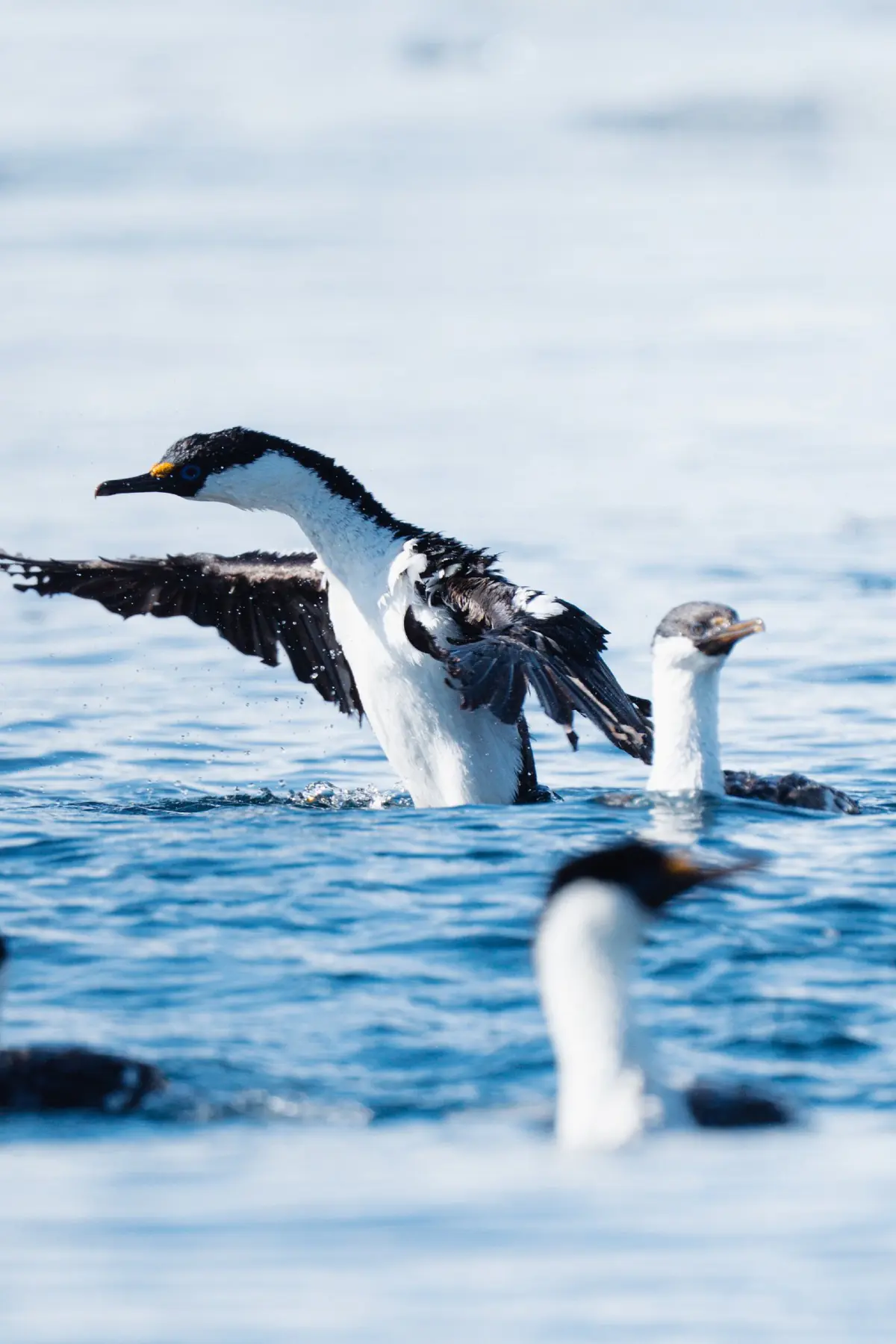 Антарктида 2026. фото 160