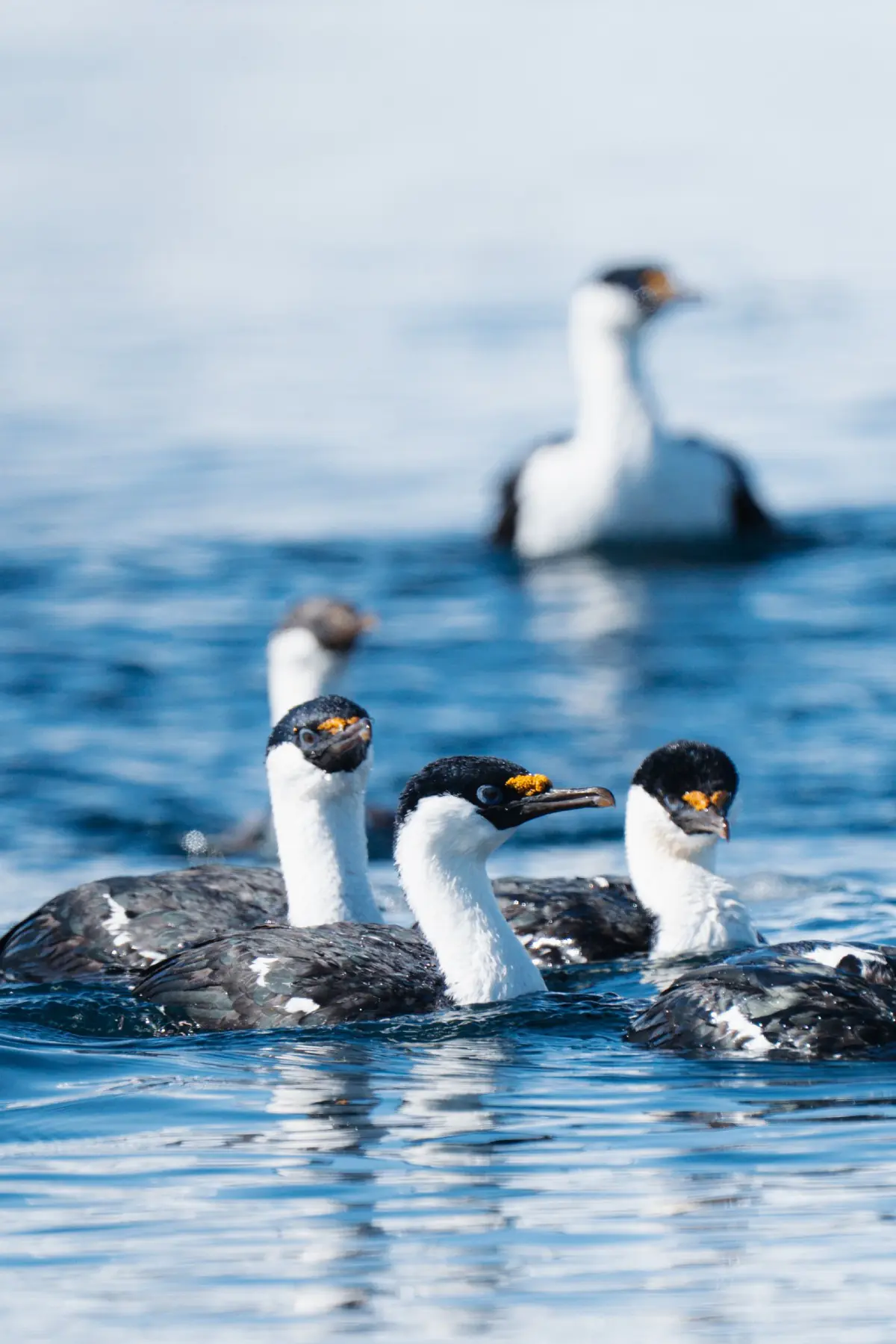 Антарктида 2026. фото 161