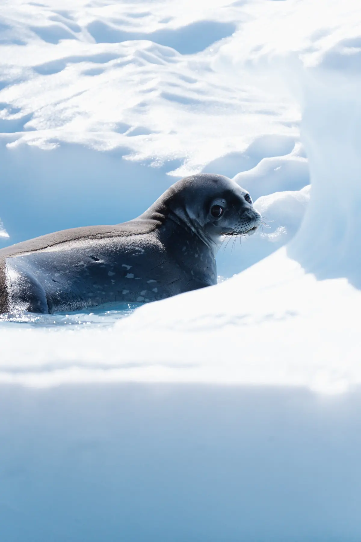 Антарктида 2026. фото 162