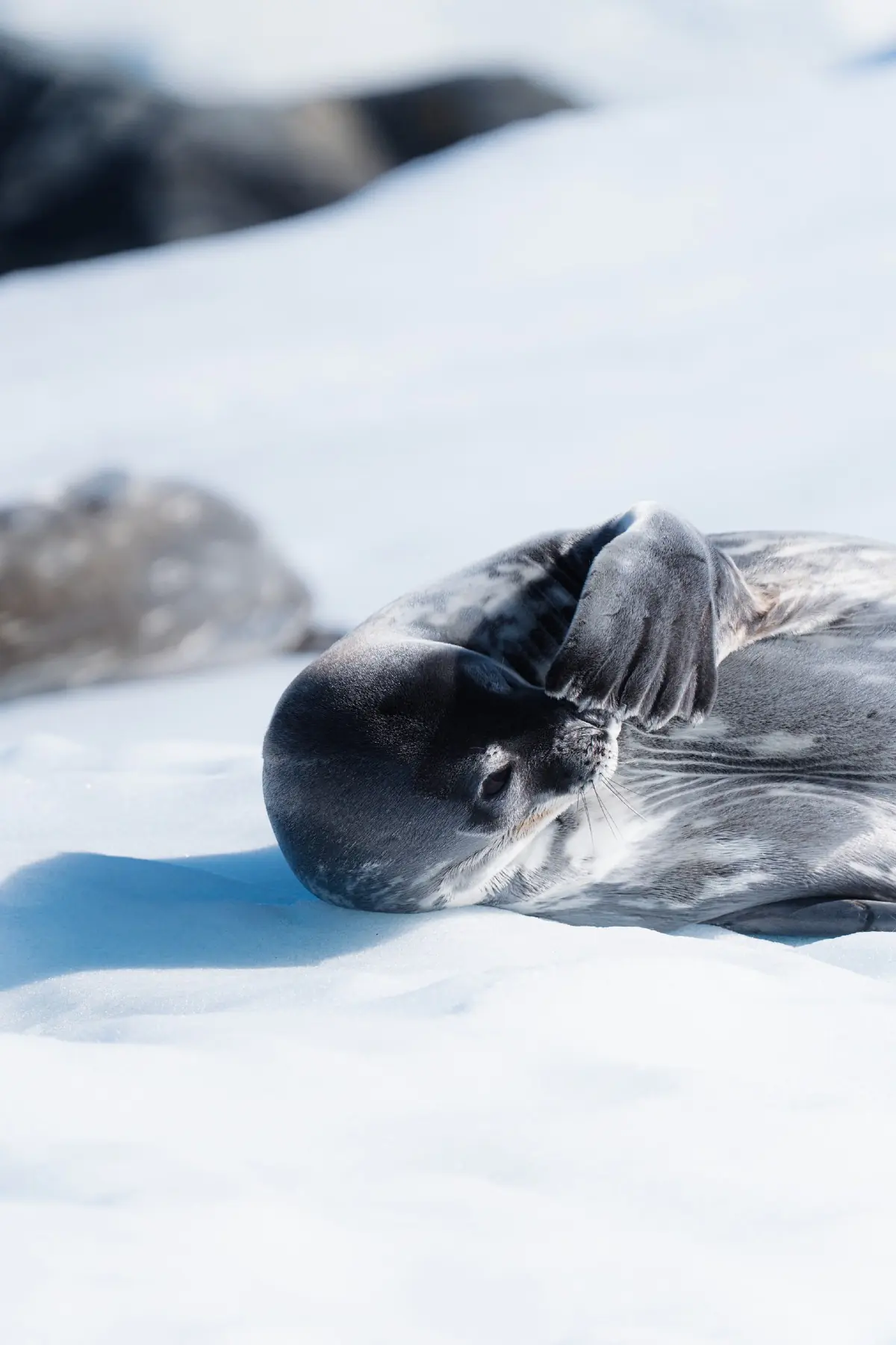 Антарктида 2026. фото 163